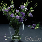 Gentle      
